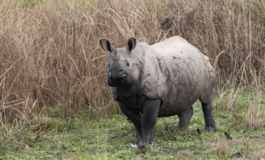 chitwan