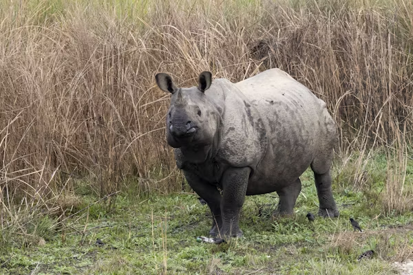 chitwan